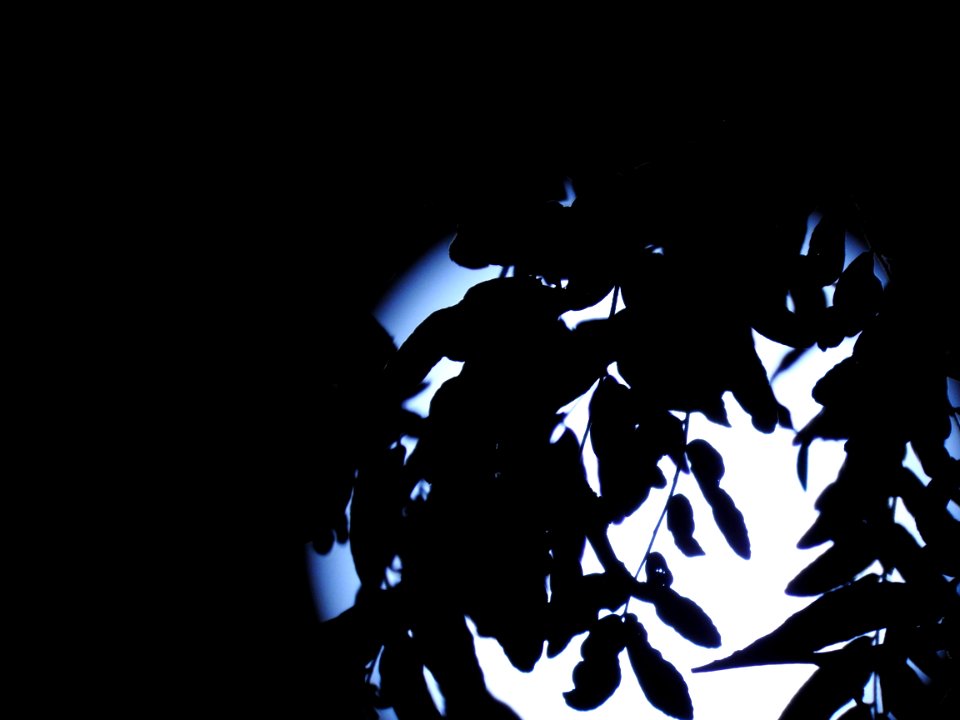 Blue moon, green moon, yellow moon. Tonight's full moon in Fort Collins, Colorado