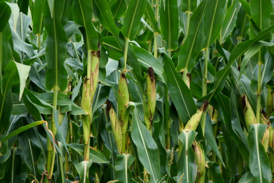 Cornstalks in Clyo, GA