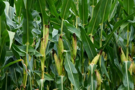 Cornstalks in Clyo, GA