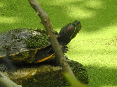 Costa Rica's Spyrogyra and Zoo
