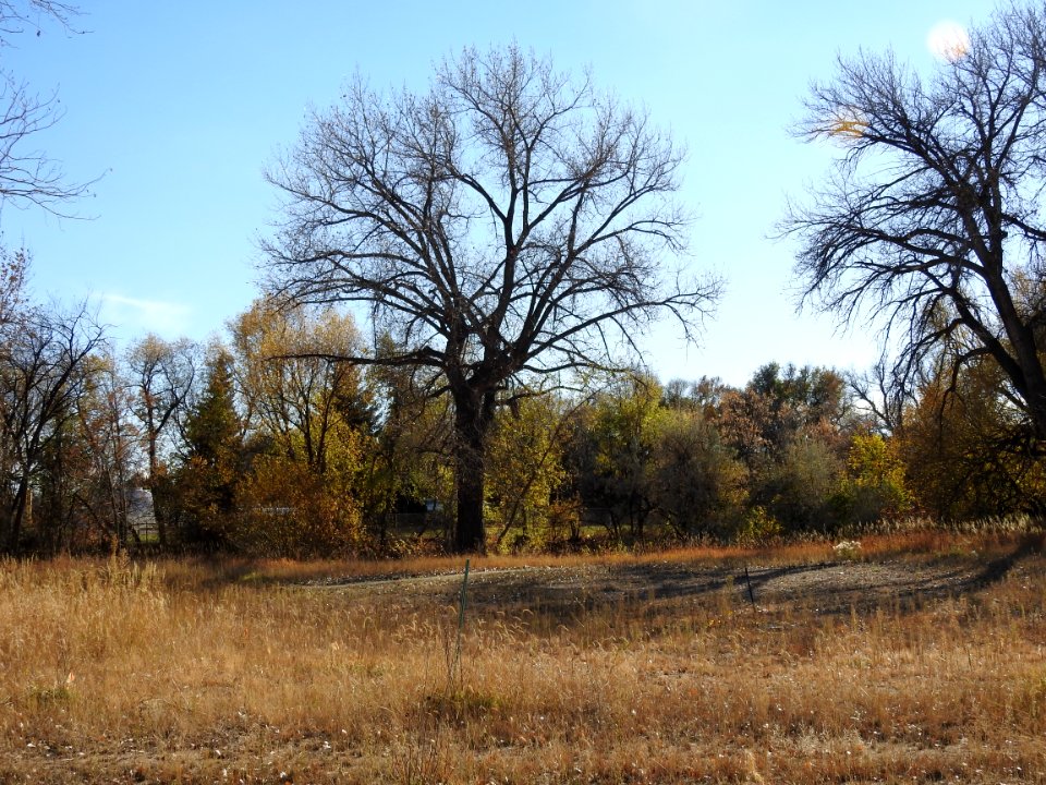 Springer Natural Area - Fort Collins.