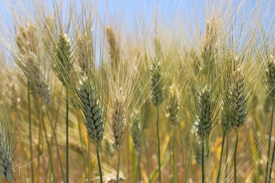Agriculture sicily summer