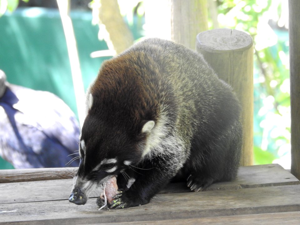 Costa Rica's Spyrogyra and Zoo