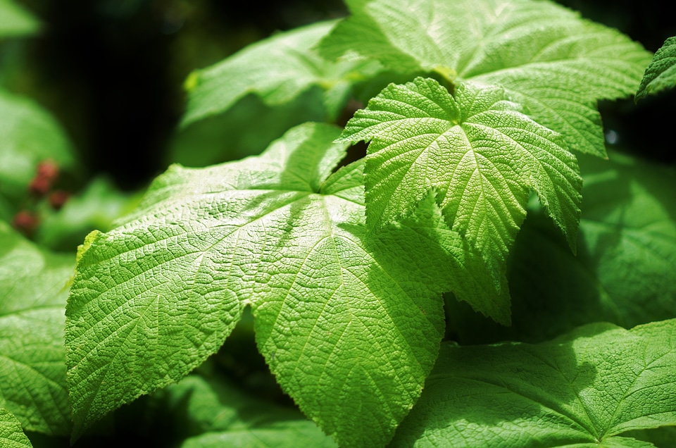Plant summer natural