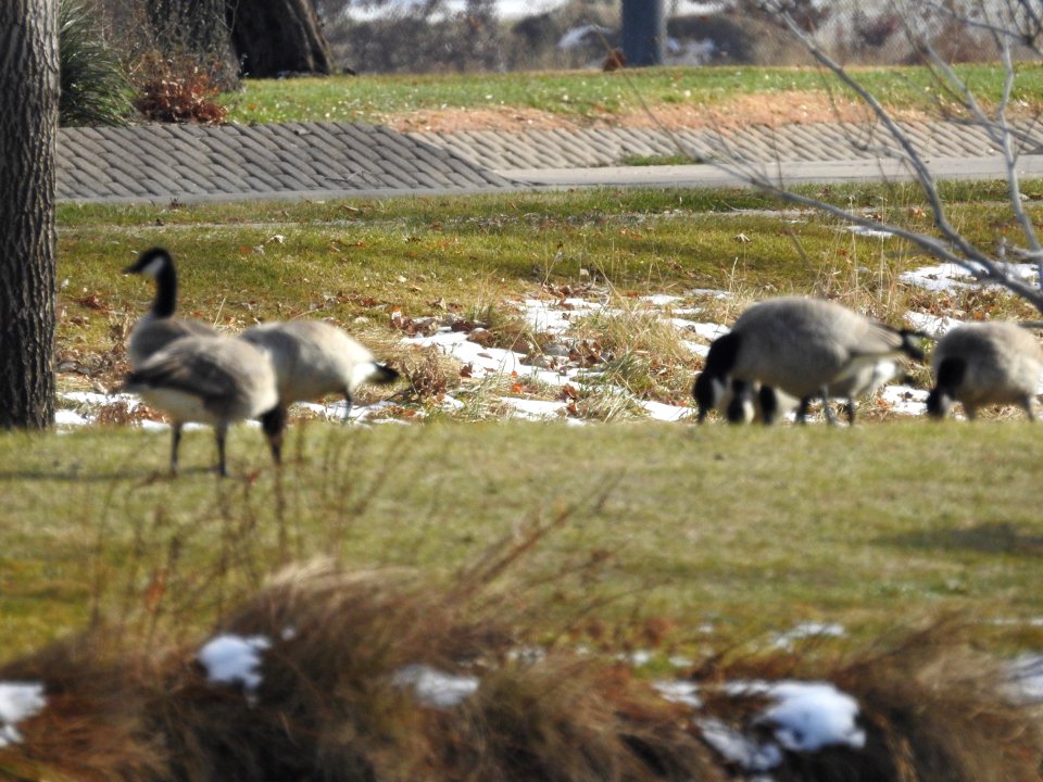 The Canadian Geese from Warren Park