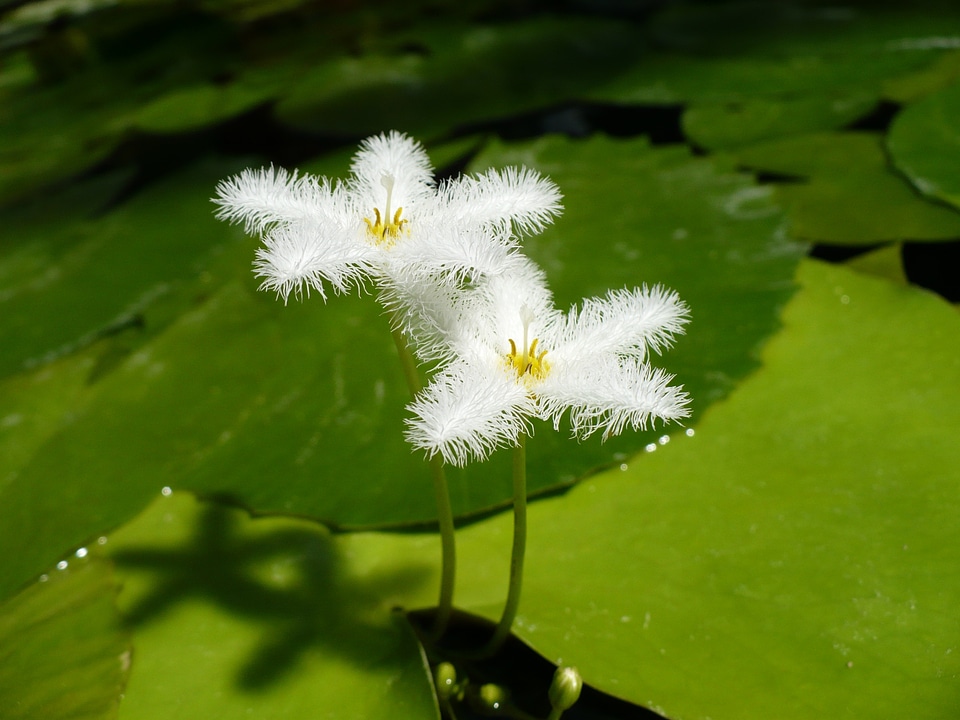 Bloom white botany