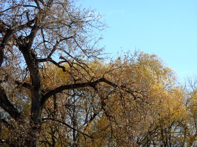 Springer Natural Area - Fort Collins.
