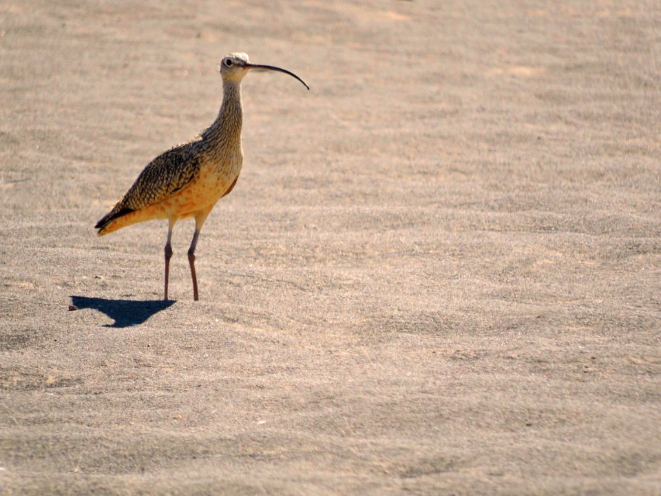 Long-Billed Curlew on a Dune