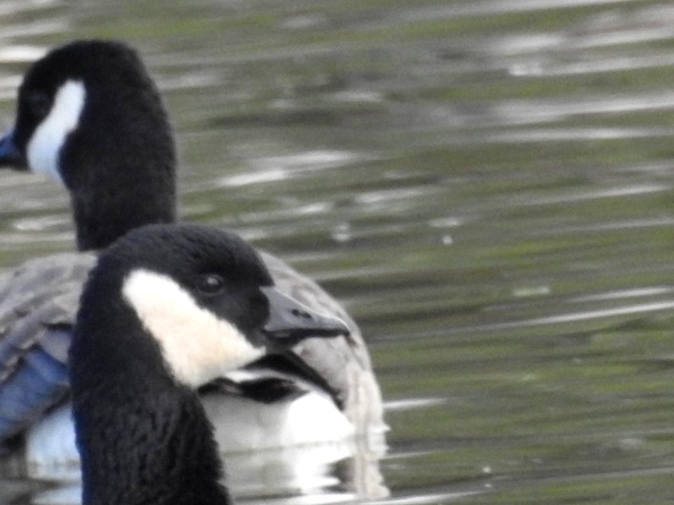 The Canadian Geese from Warren Park