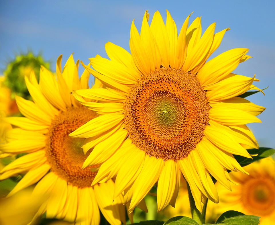 Sunflower yellow flower sunflower field