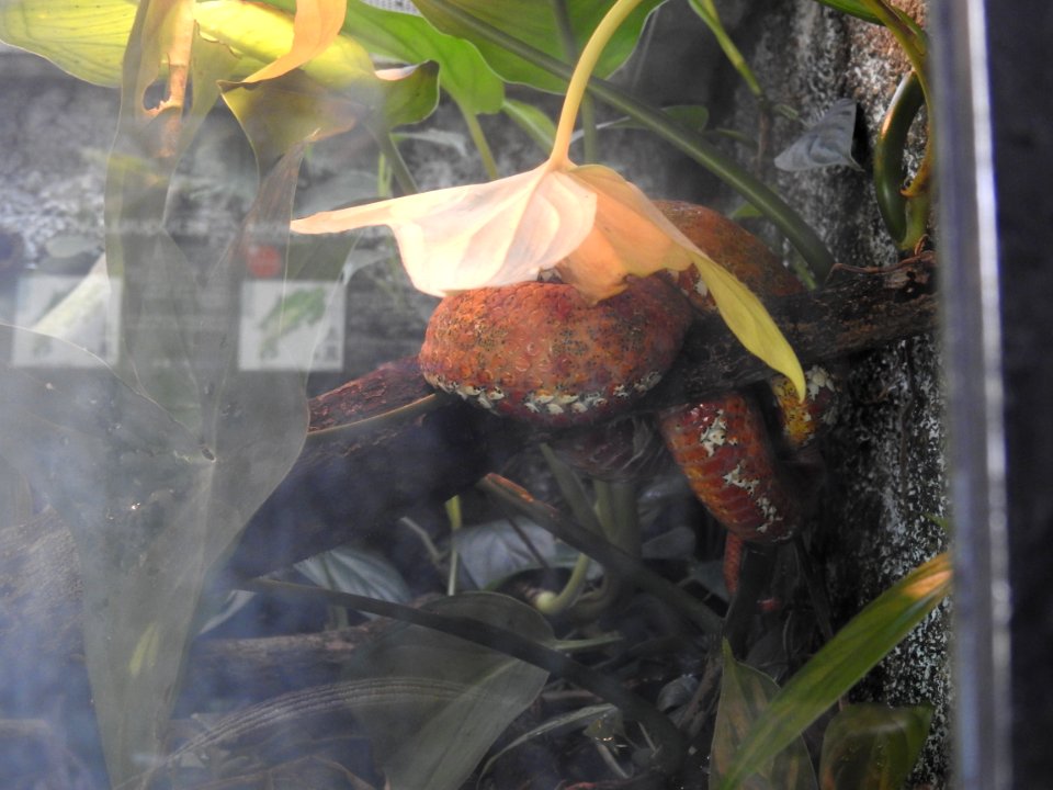 Costa Rica's Spyrogyra and Zoo