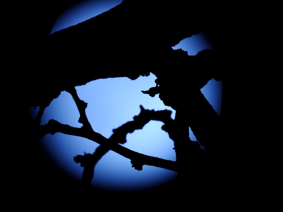The Supermoon from our garden