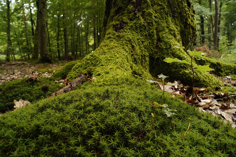 Undergrowth nature summer