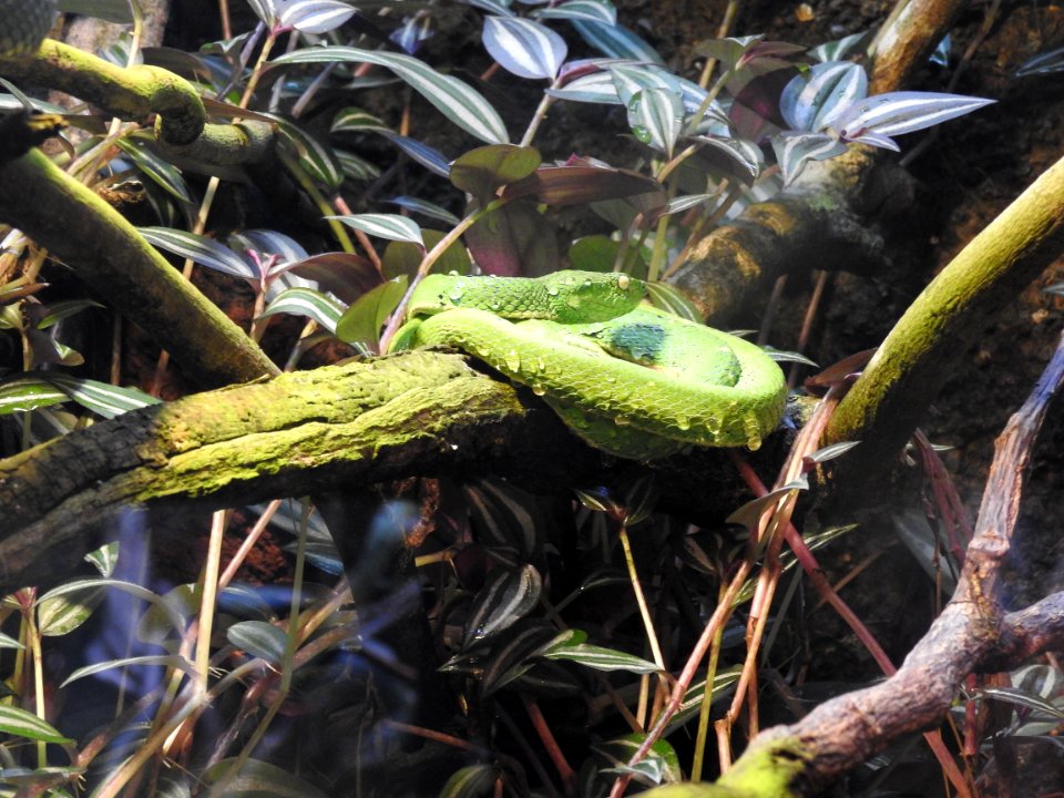 Costa Rica's Spyrogyra and Zoo