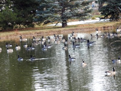 The Canadian Geese from Warren Park photo