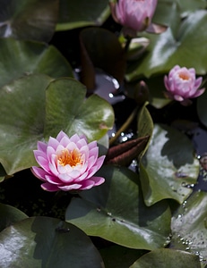 Pink lotus aquatic