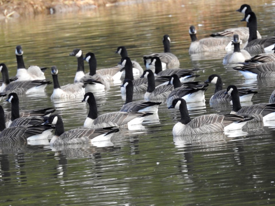The Canadian Geese from Warren Park