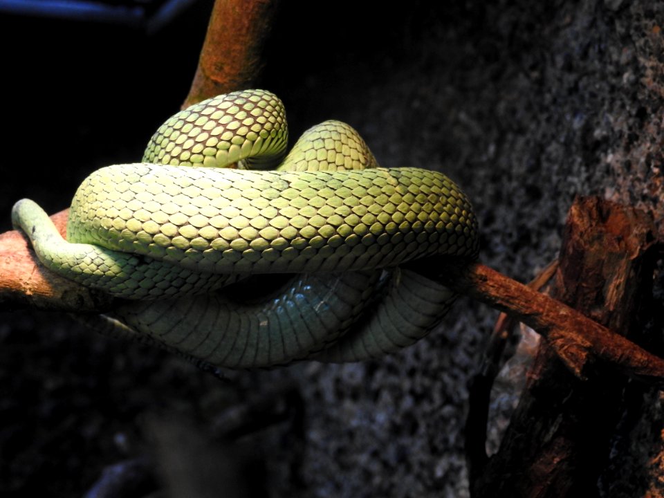 Costa Rica's Spyrogyra and Zoo