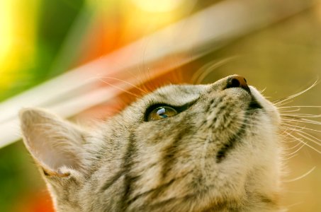 Tiger's listen