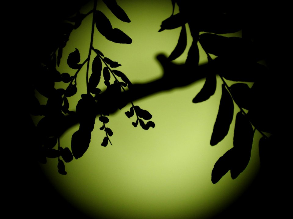 Blue moon, green moon, yellow moon. Tonight's full moon in Fort Collins, Colorado