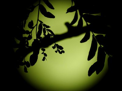 Blue moon, green moon, yellow moon. Tonight's full moon in Fort Collins, Colorado