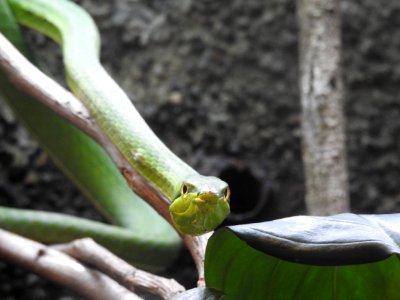 Costa Rica's Spyrogyra and Zoo