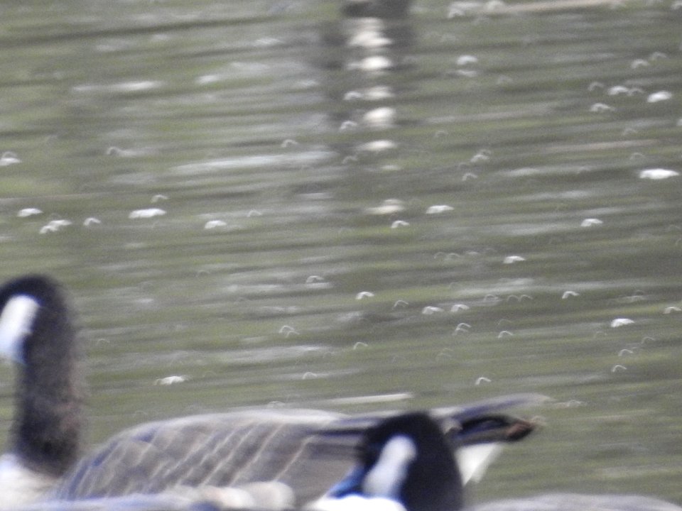 The Canadian Geese from Warren Park
