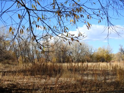 Springer Natural Area - Fort Collins.
