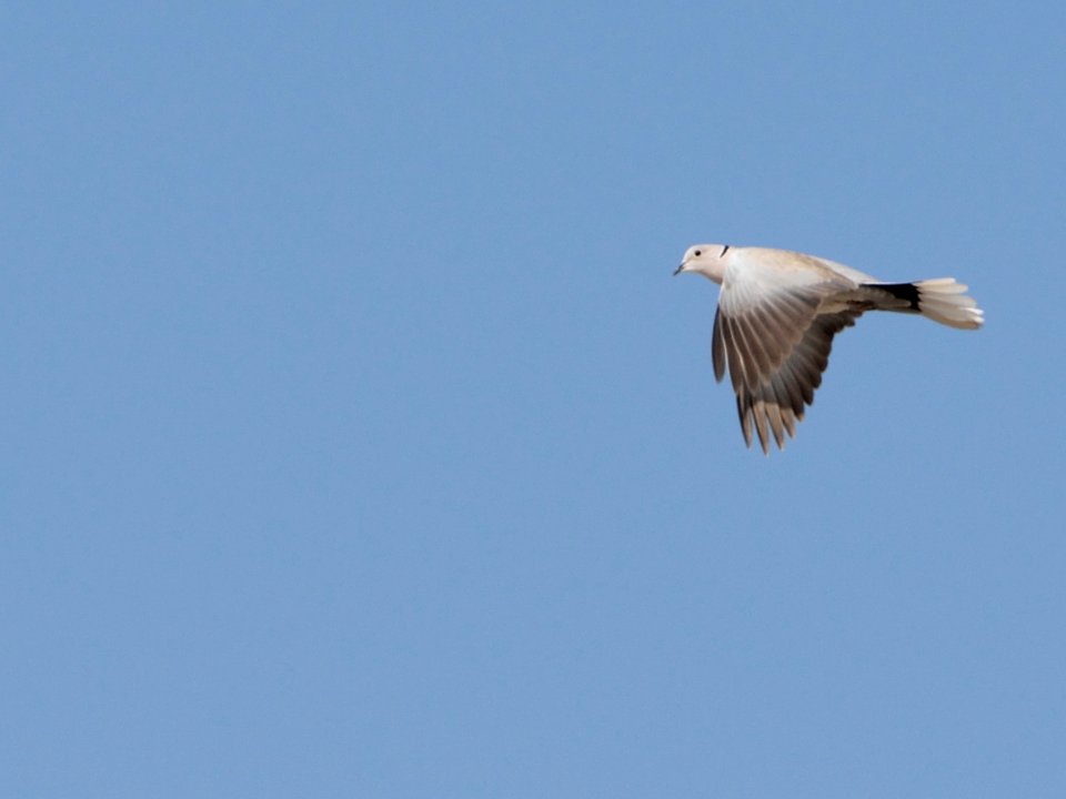 DSC 0504 hi, just flying by - Eurasian collared dove -(Streptopelia decaocto)