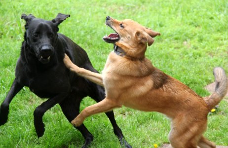 Gregory and Sheriff playing