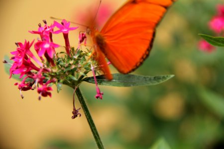 Butterfly on a flower photo