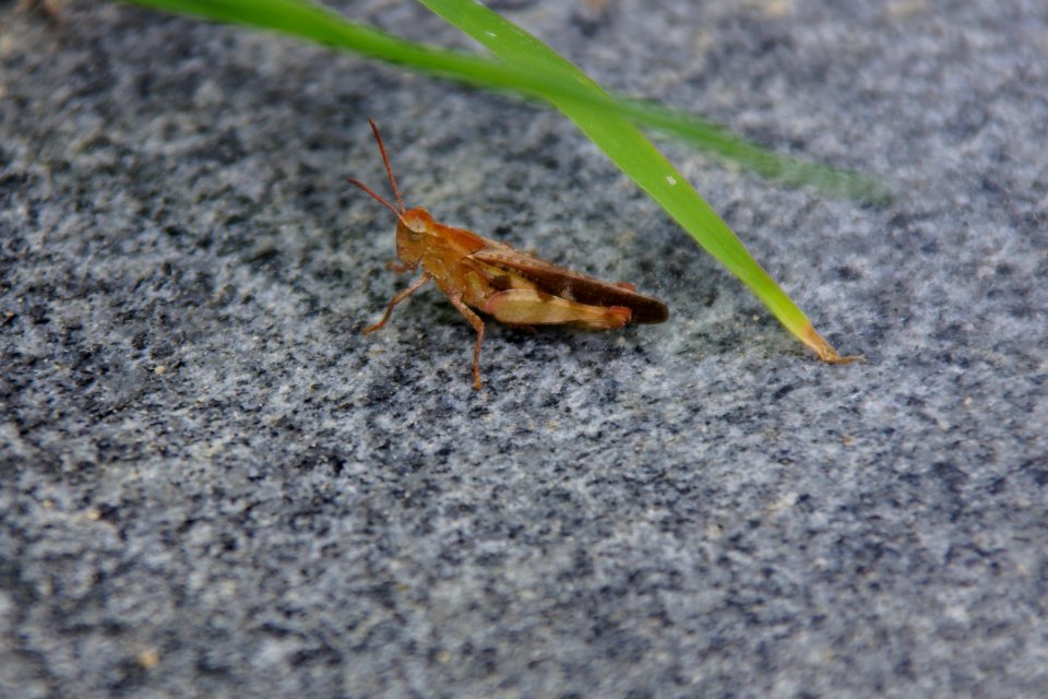 Grasshopper in Ryall Cemetery - Clyo, GA