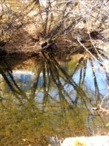 Springer Natural Area - Fort Collins.