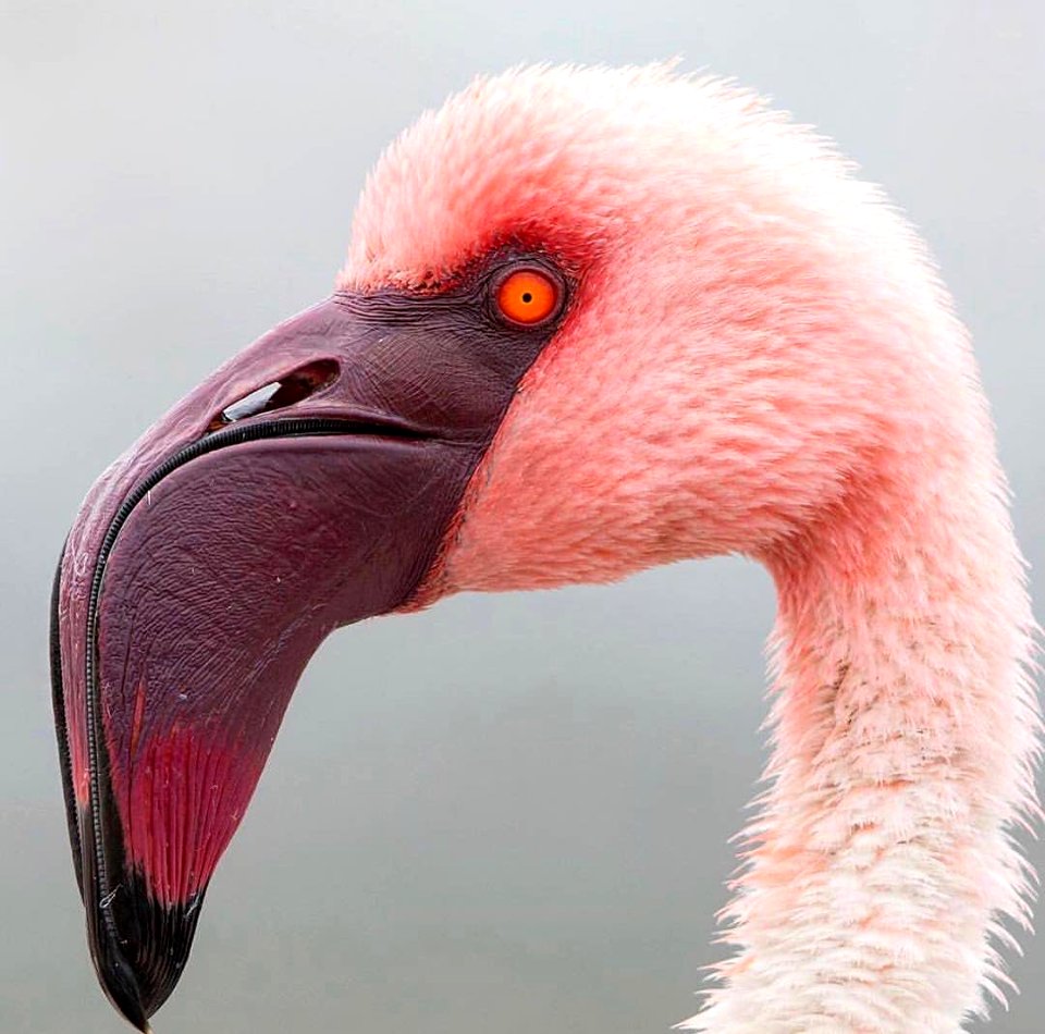 flamingo
