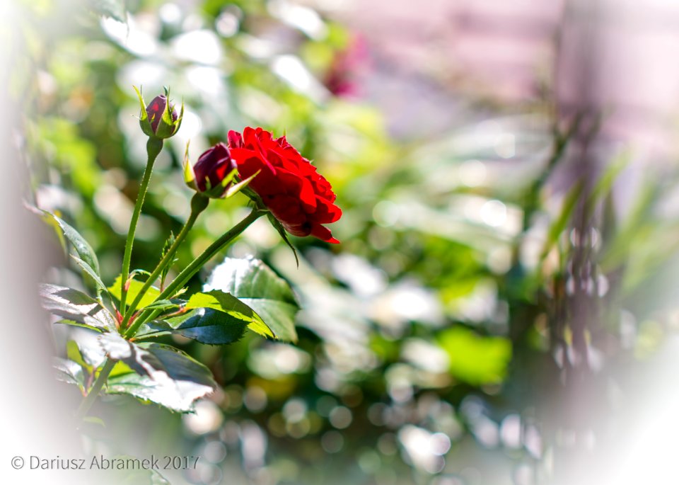 Sigma 50mm f / 1.4 EX DG HSM - the charm of photography and bokeh.