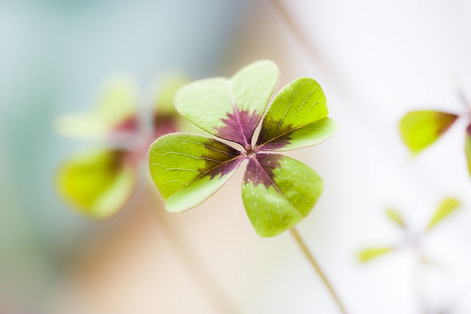 Lucky charm green shamrocks