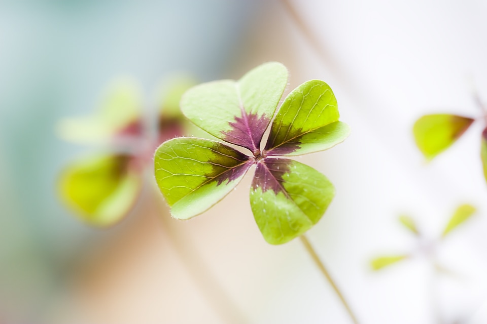 Lucky charm green shamrocks photo