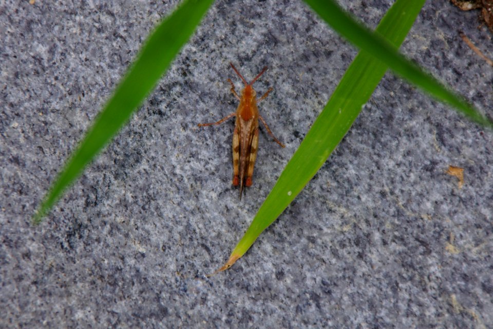Grasshopper in Ryall Cemetery - Clyo, GA
