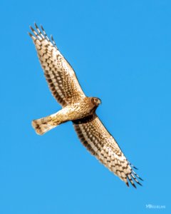 Gavilan Rastrero (Northern Harrier) MBS 2760