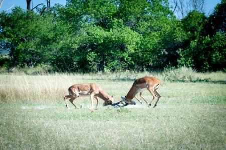 Moremi Game Reserve, Botswana, 3/2012 photo