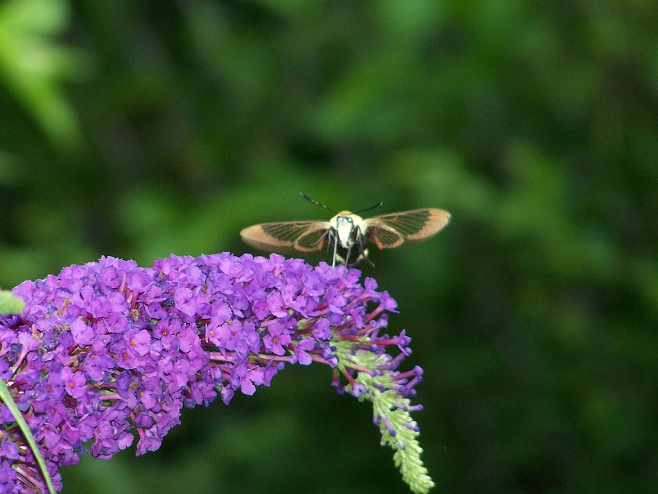 Wings nectar pollen