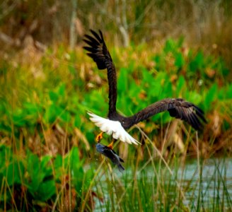 Eagle with fresh fish for lunch