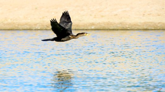 Cormorán Neotropical (Phalacrocorax brasilianus) MBS 3285