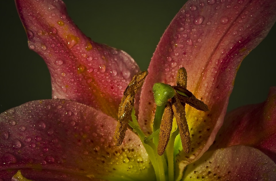 Flower lily red
