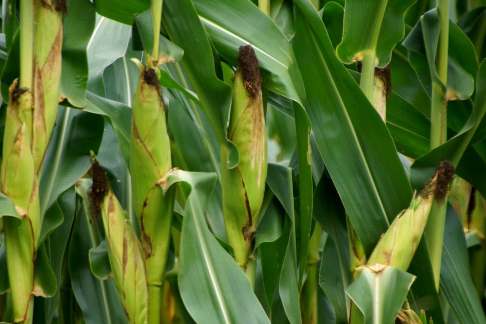 Cornstalks in Clyo, GA