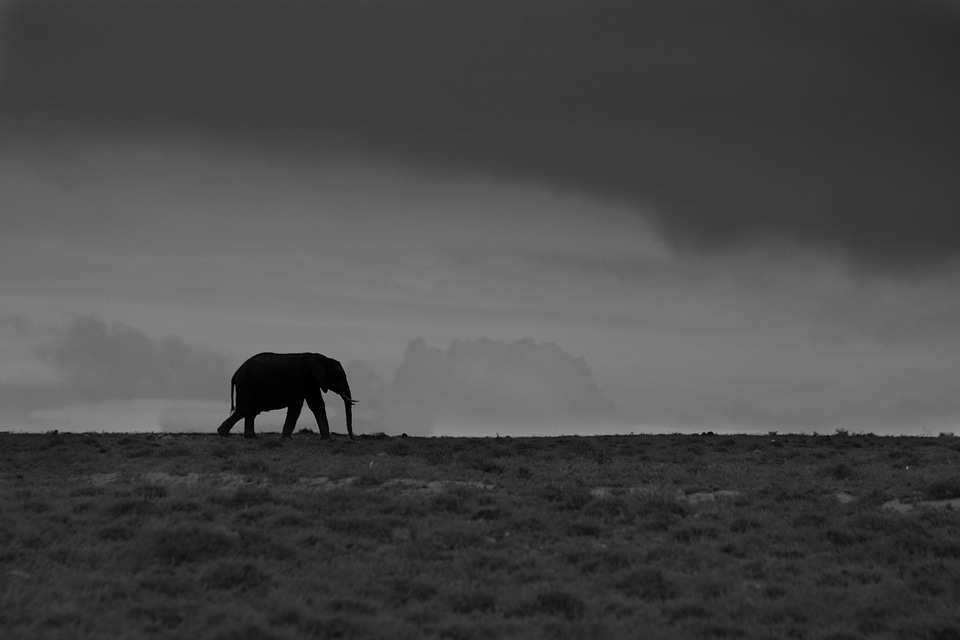 Black and white field loneliness