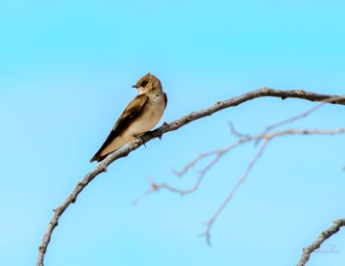 Golondrina Alas Aserradas (Stelgidopteryx serripennis) MBS 5160 photo