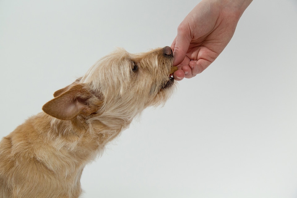 Eat biscuit reward