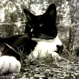 Bubba da cat