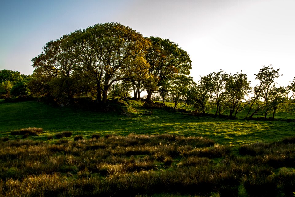 Derryboye tree ring